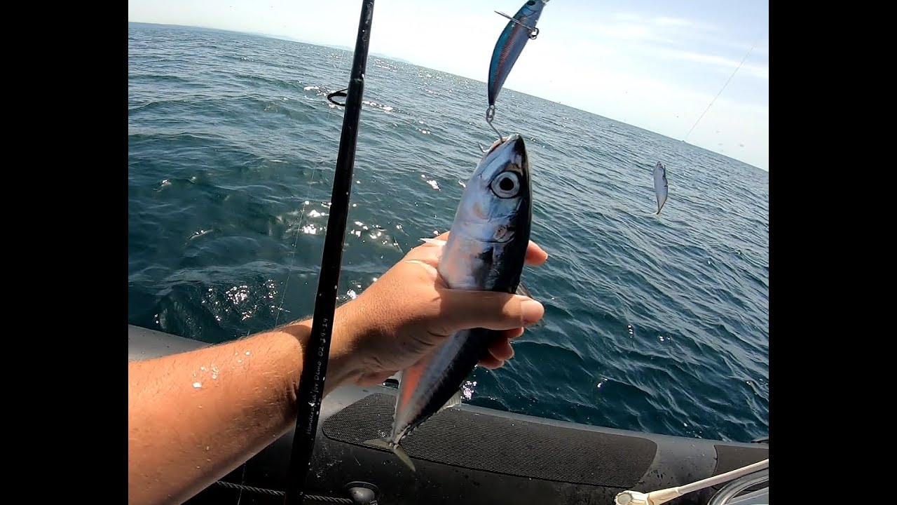Pêche de maquereaux sur chasse dans le Golf de Fos! la folie!!