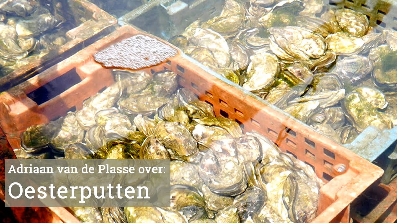 Oesterputten en oesterweetjes