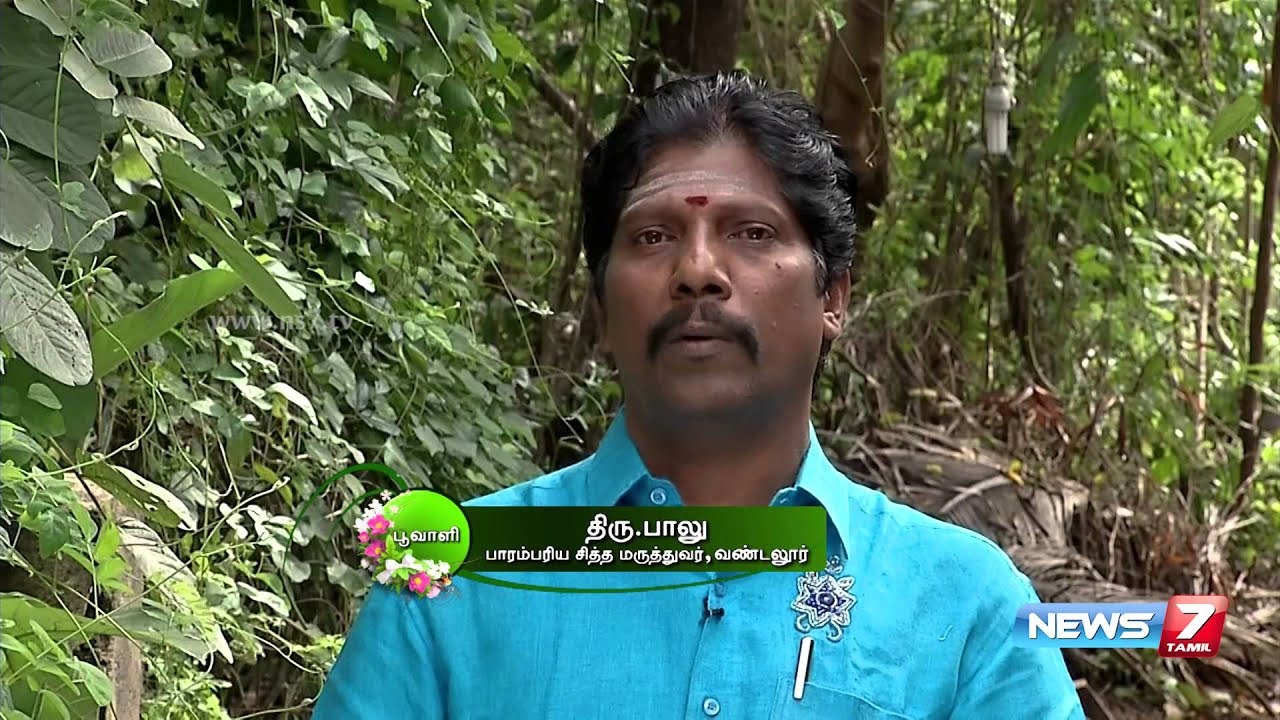 How to grow 'Elumbu otti' which strengthens bones | Poovali | News7 Tamil
