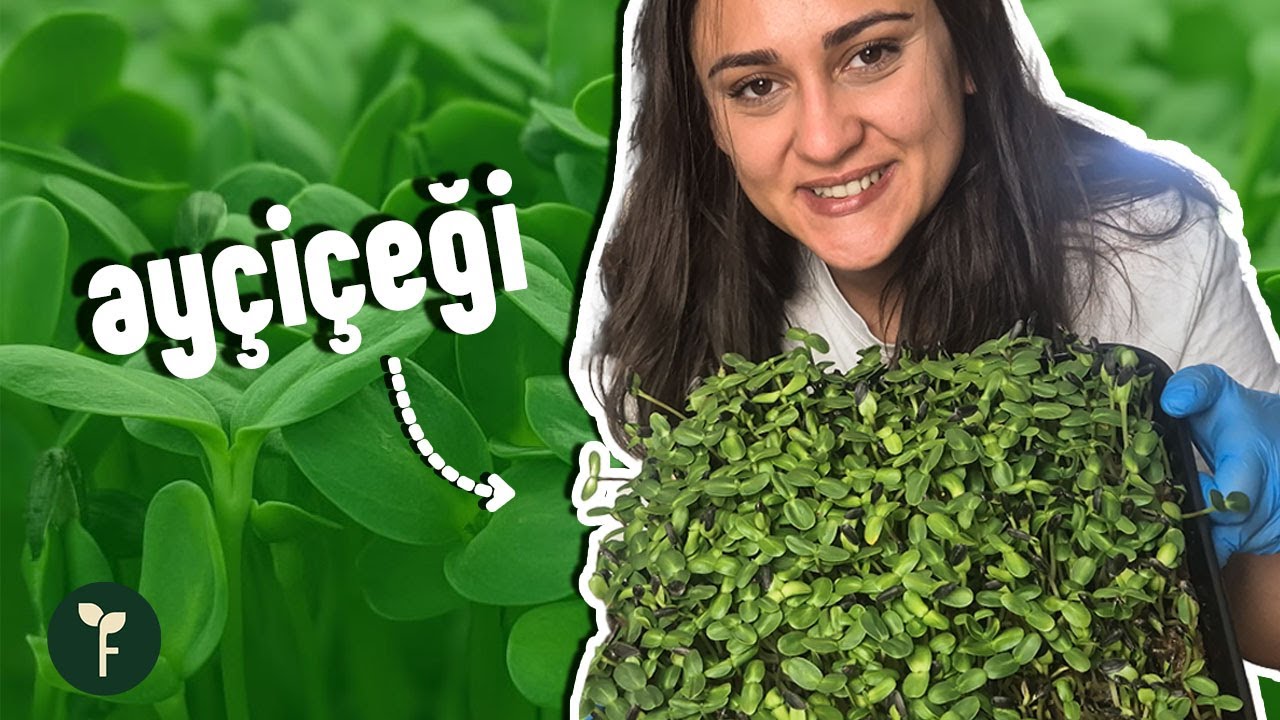 Ayçiçeği Mikro Yeşilliği Nasıl Yetiştirilir? | Sunflower Microgreen