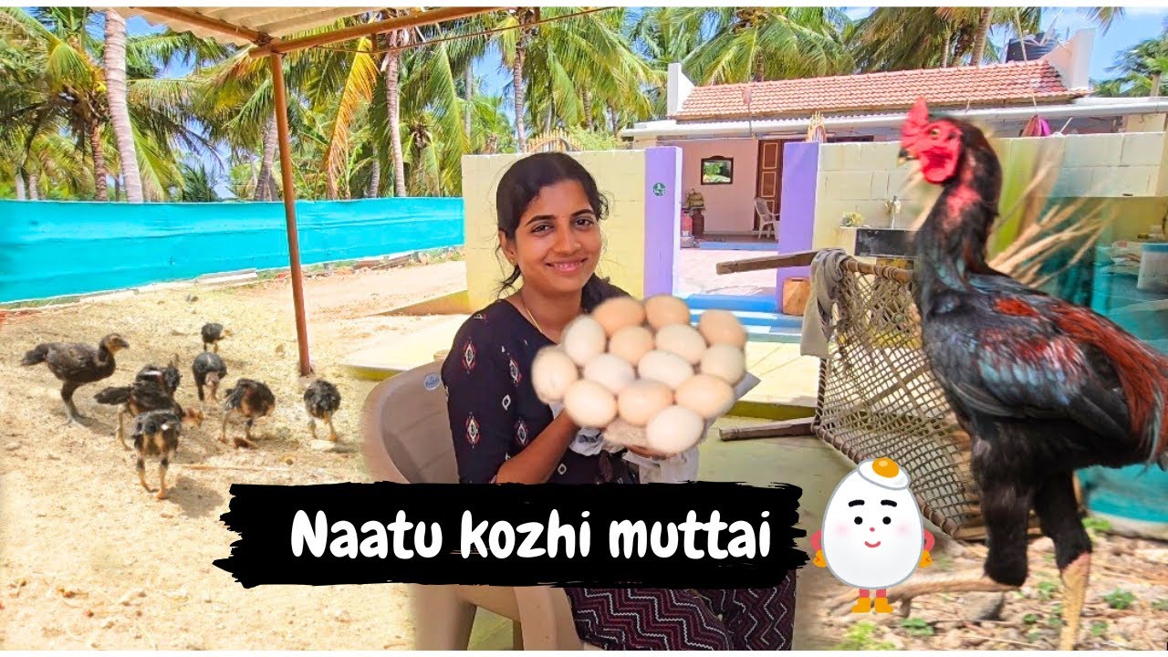 Naatu Kozhi l Muttai l Hatching l Mithu Saro 