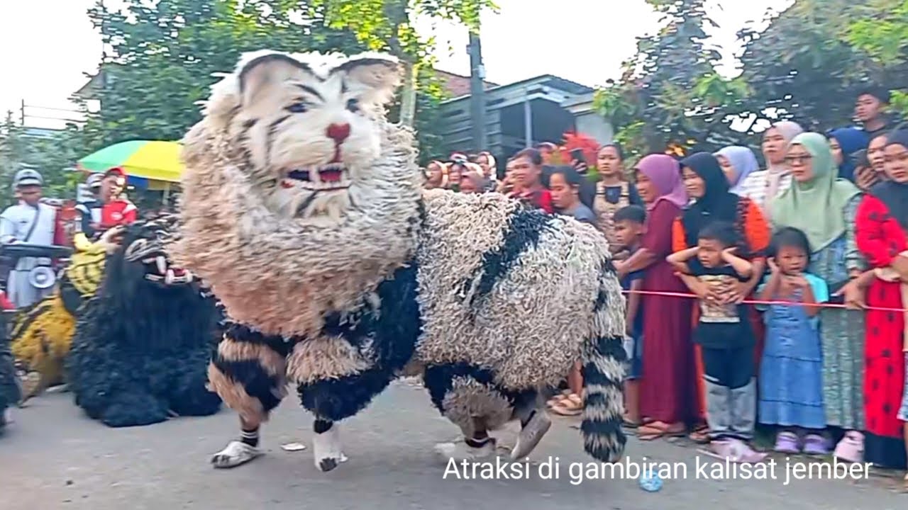 ini Seru!! MACAN BA LAKEK diiringi DRUMBAND ba lakek atraksi salto salto joget layla se manis