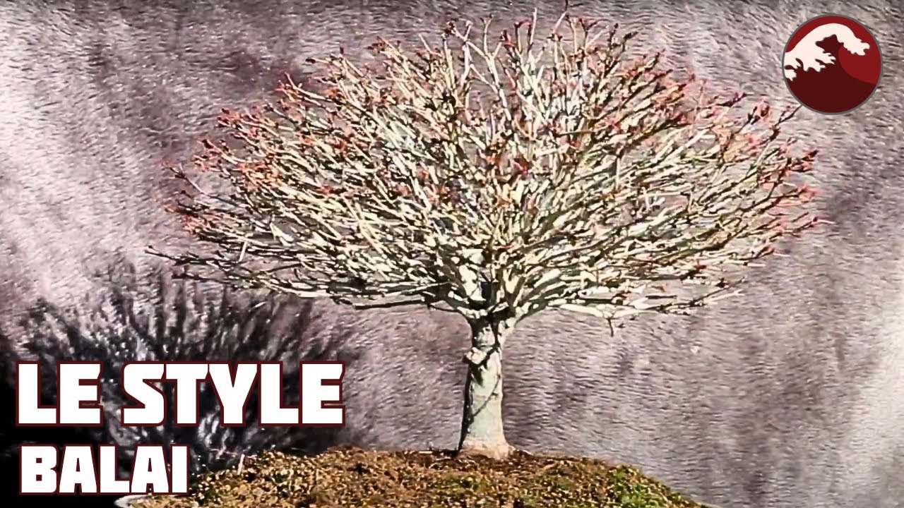 LE STYLE BALAI ou HOKIDACHI 🌱 NEJIKAN BONSAI 🌱