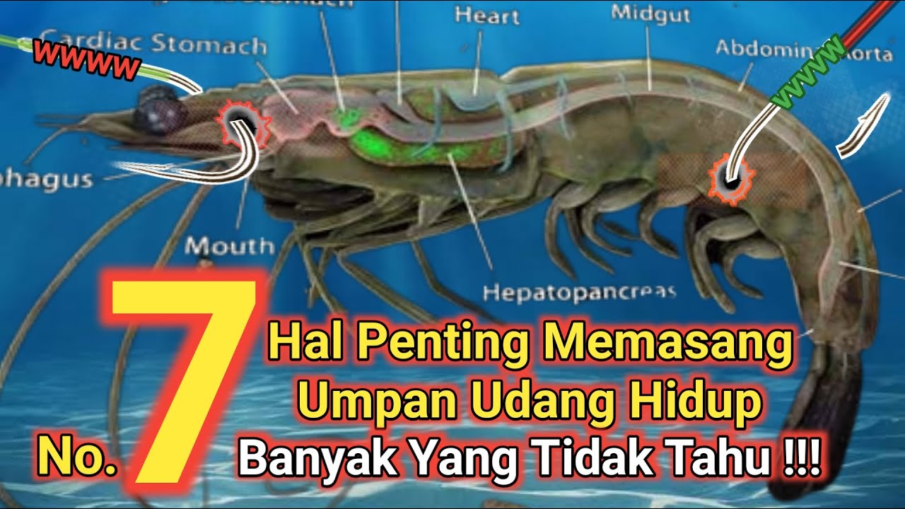 7 Cara Cangkuk Udang Hidup