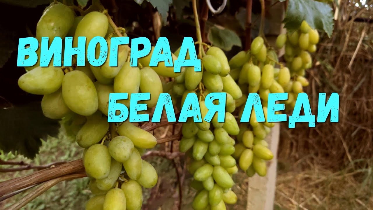Виноград Белая Леди (Калугин В.М.)