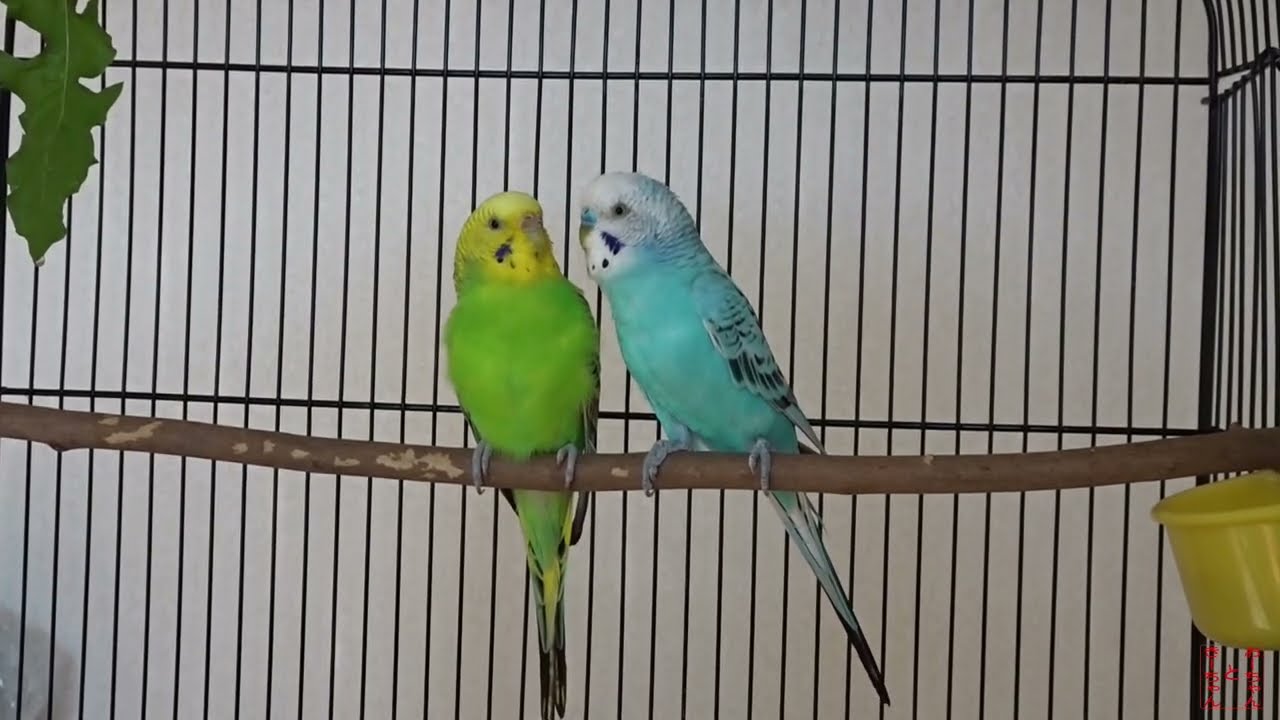 我が家のインコ　おーちゃんときーちゃん(193)　激しく鳴いたインコ。