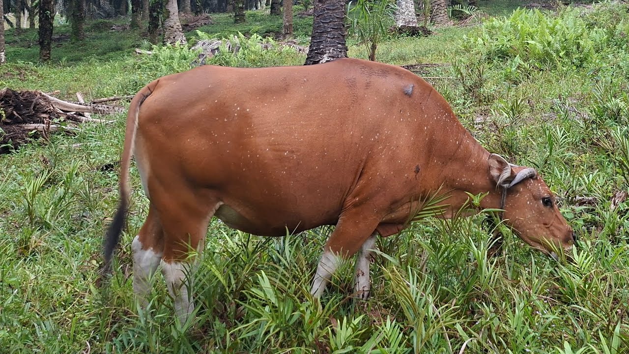 INDUK SAPI BALI SUPER !! TERNAK MANDIRI