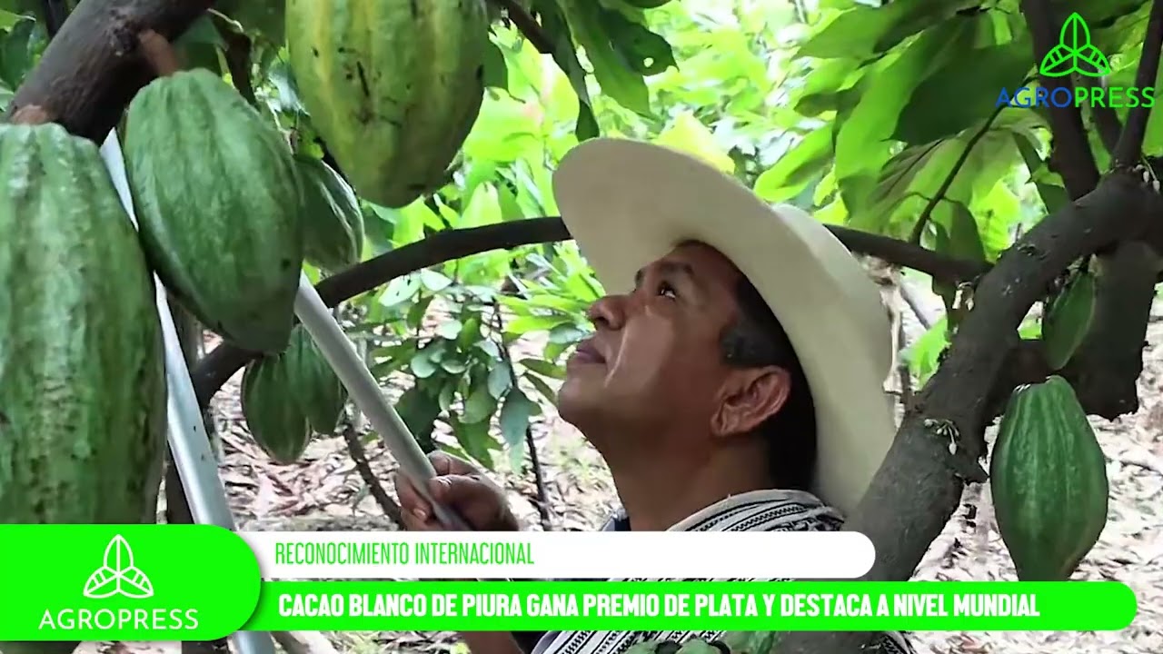 Cacao blanco de Piura gana premio de plata y destaca a nivel mundial