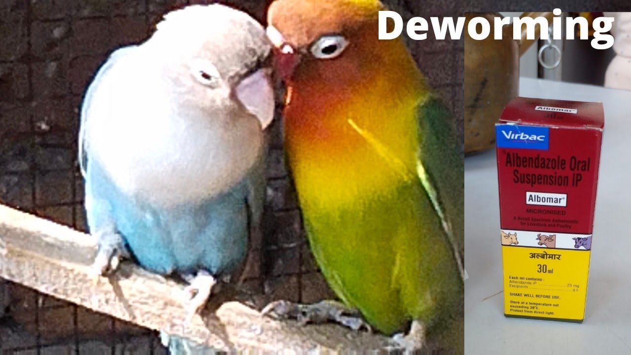 how to give deworming love birds?