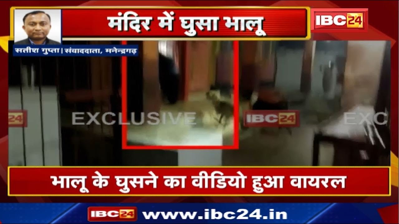 A bear entered the Hanuman Temple in Manendragarh. The video of the bear entering went viral.