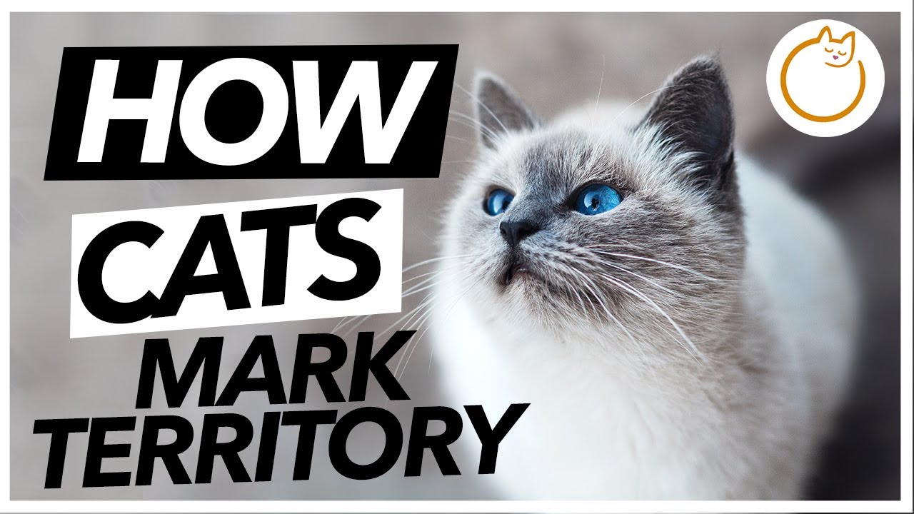 How Do Cats Mark Their Territory?