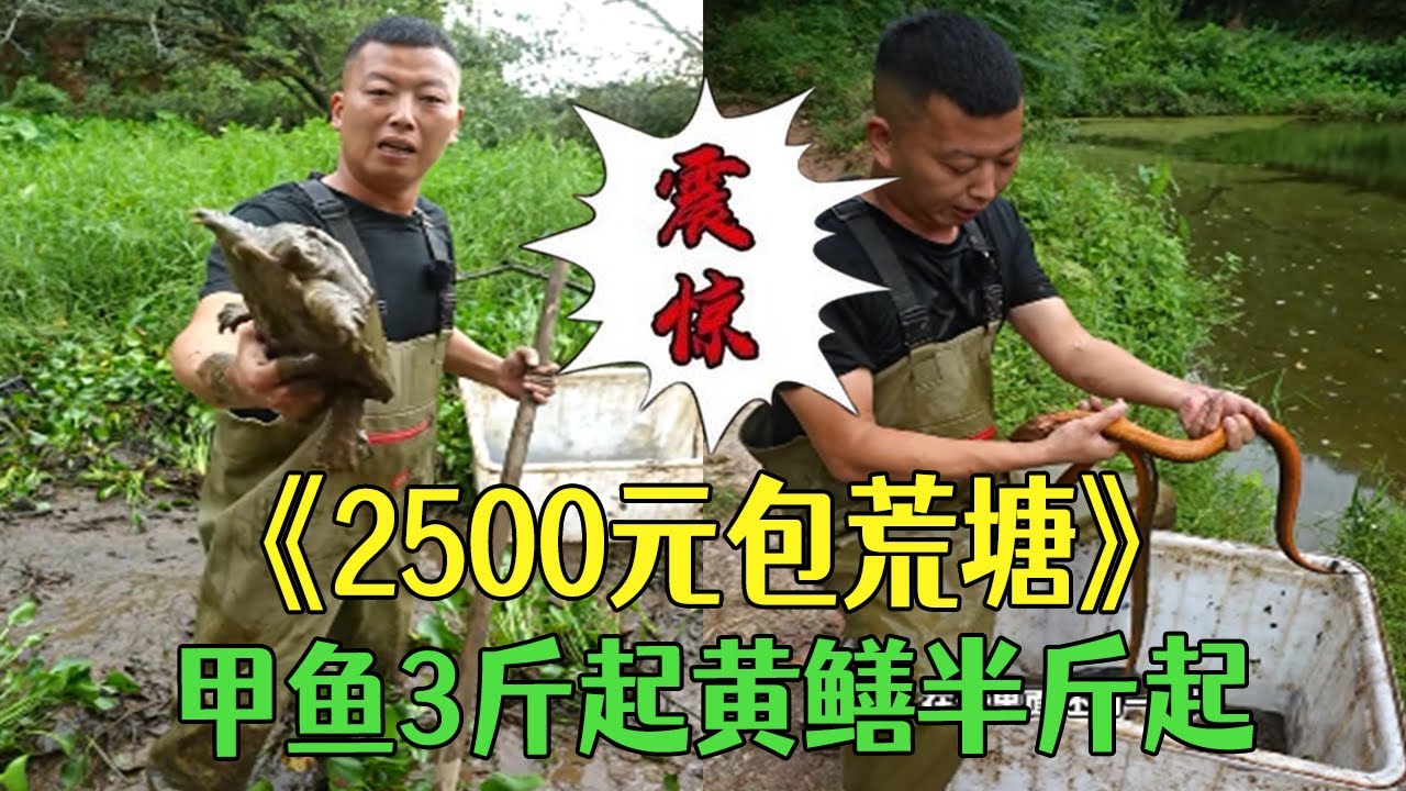 2500元包壹個荒塘，甲魚3斤起黃鳝半斤起，本以爲血賺結果卻出人意料#小飛哥  #戶外 #鄉村生活 #包塘