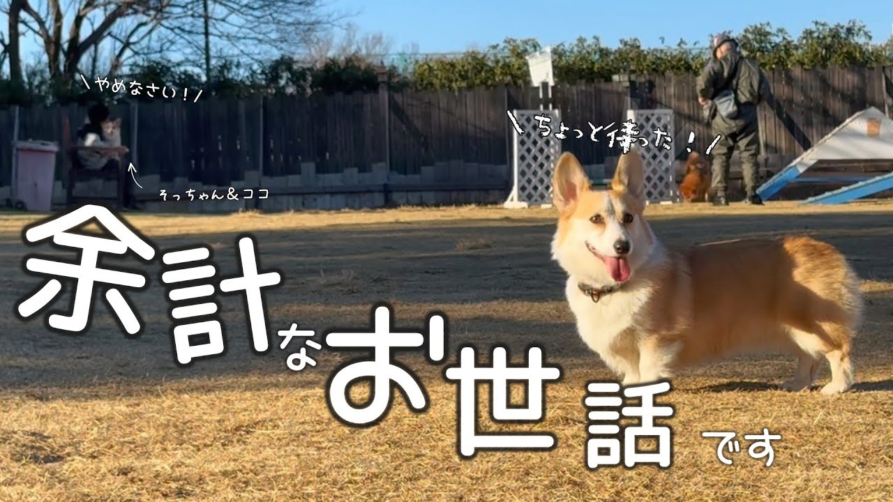 癖の強いコーギーがまた勝手に仕事を始めました【3歳お誕生日】