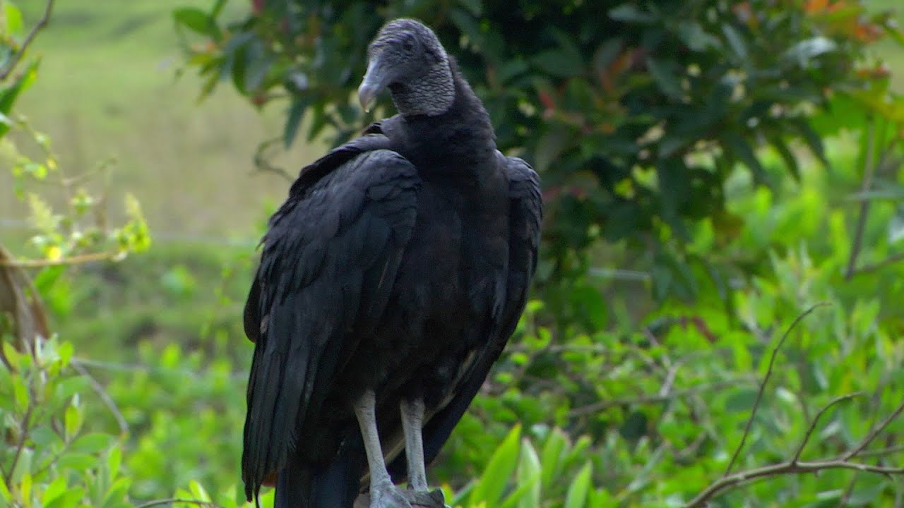 Los gallinazos y su importancia en el planeta