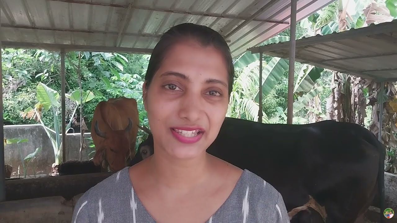 പാൽ കൂടിയ ഇനങ്ങളെ മാത്രം വളർത്തി മാസം നല്ലൊരു വരുമാനം നേടി ഷാമോൻ ചേട്ടൻ /cow farming tips #cow