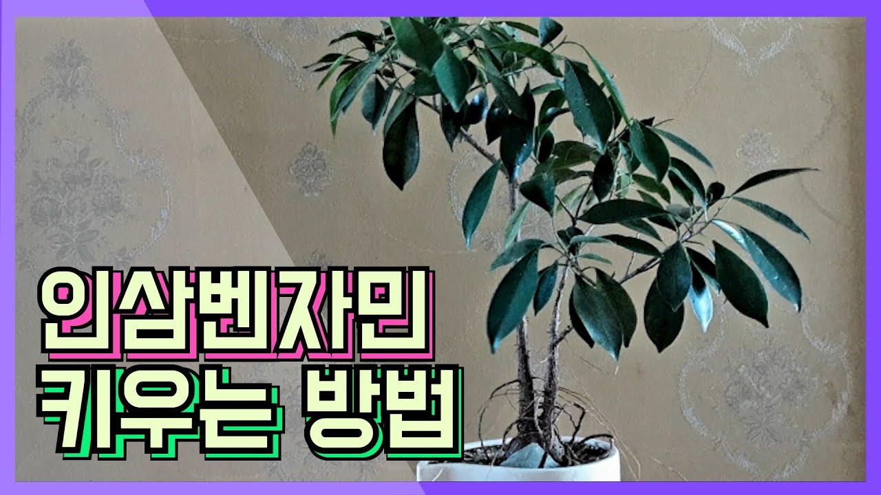 인삼벤자민 키우기 총정리 공중뿌리 정리, 기근 정리, 번식 등