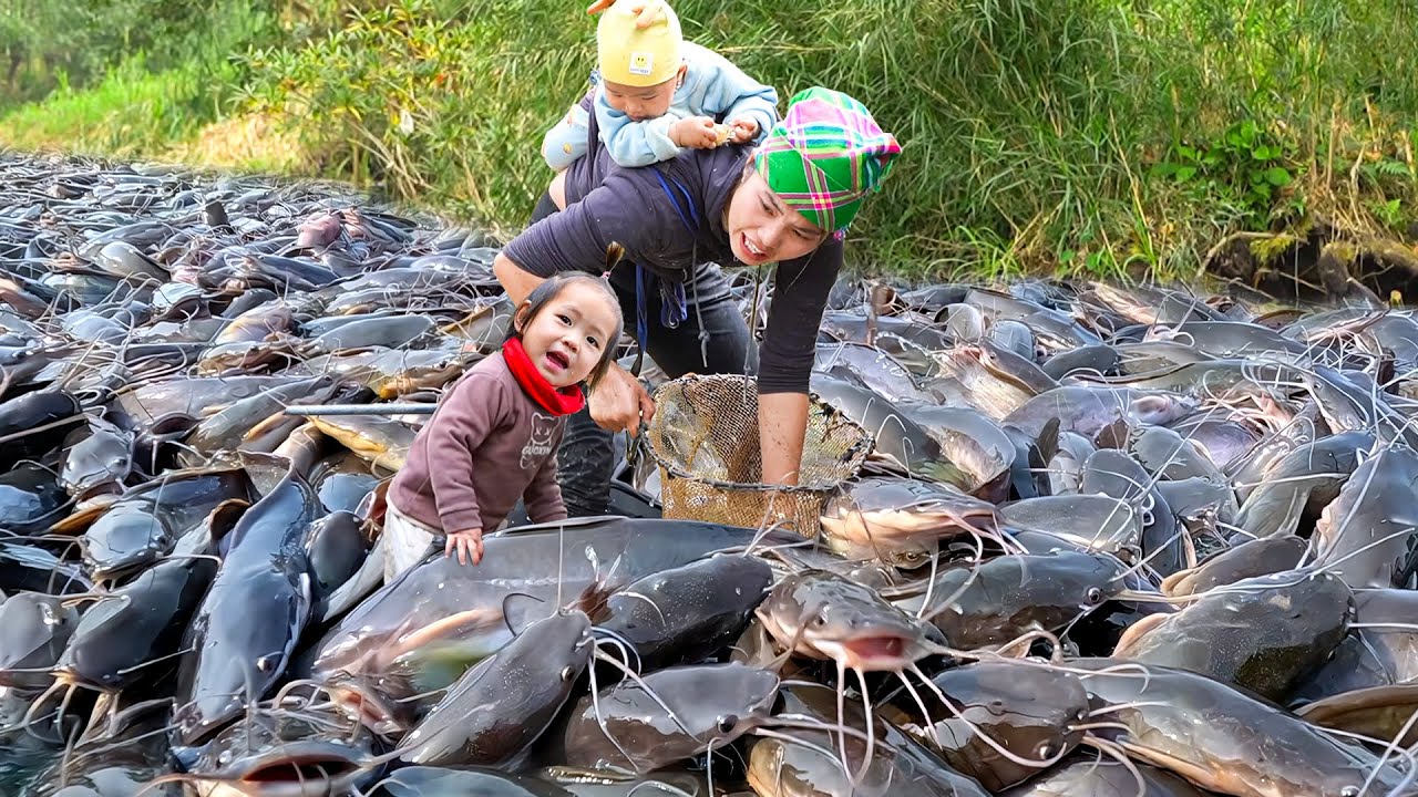 Harvest a Giant Fish Pond full of Huge Carp & Catfish by Hand to Sell at the Market, Cook for Family