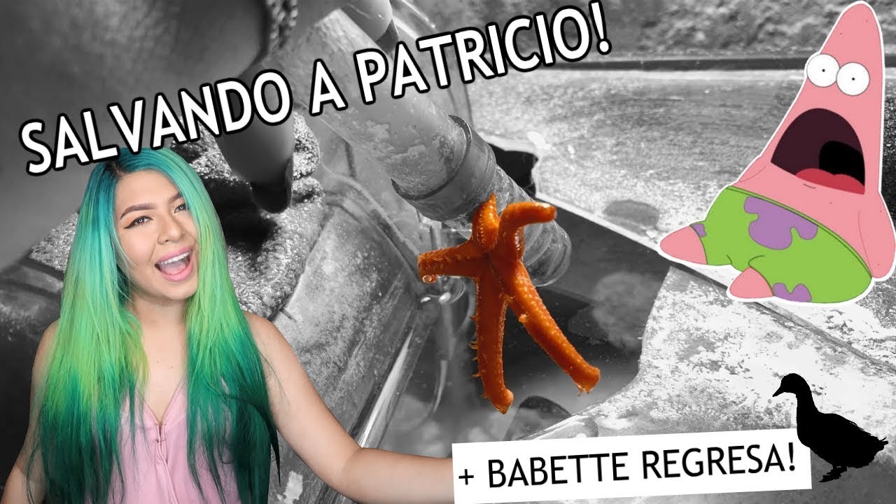 ACCIDENTE DE ACUARIO CON MI ESTRELLA MARINA 😱