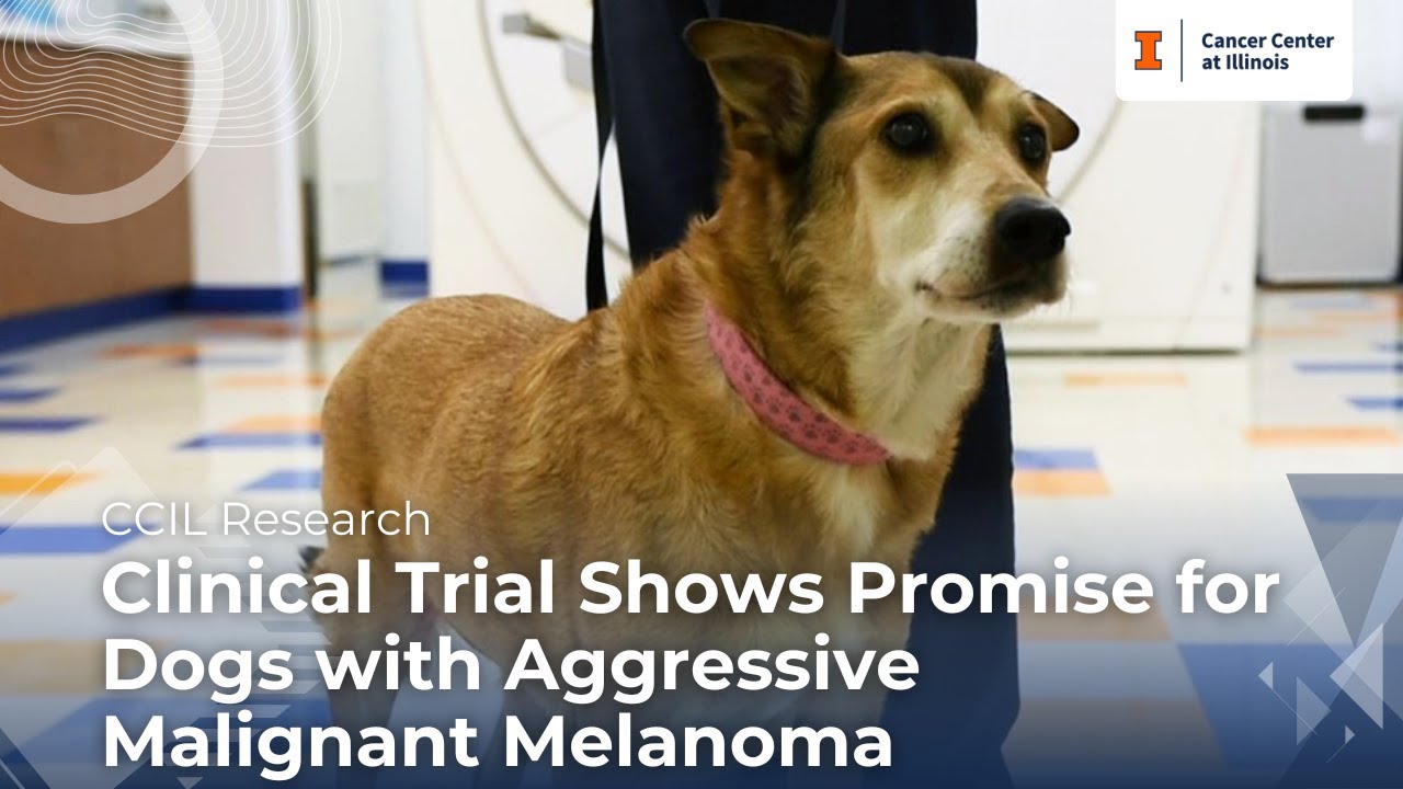 Clinical Trial Shows Promise for Dogs with Aggressive Malignant Melanoma