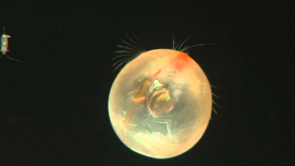 Round animal with car headlamps for eyes - Giant Ostracod