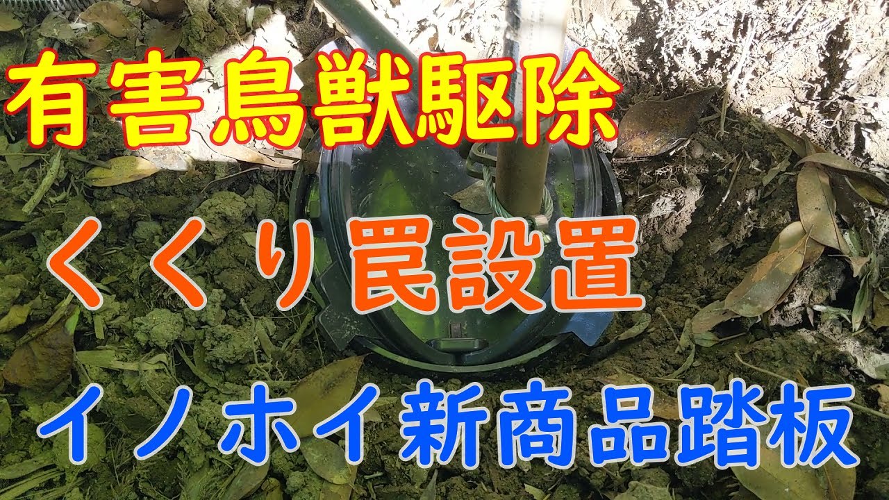 20200822［有害鳥獣駆除］くくり罠設置　イノホイ新商品くくり罠土台を使ってみました。Capture wild boar in the wire Trap