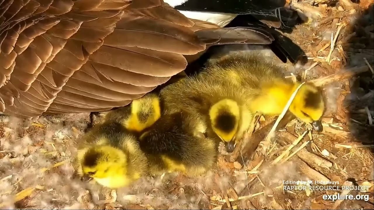 Decorah Goose Cam: 🐥🐥🐥 SIX hatched, healthy, happy goslings! 🐥🐥🐥 2023 Apr 25