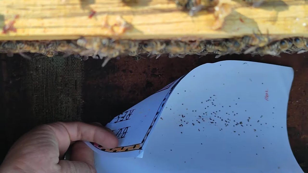 OKSALİK ASİT #VARROA MÜCADELESİ#
