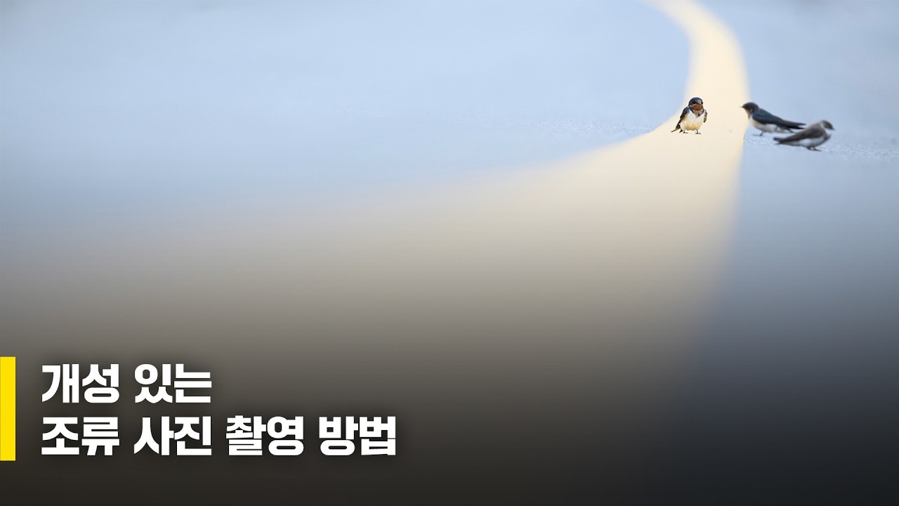 개성 있는 조류 사진 촬영 방법 / 유웅철 작가
