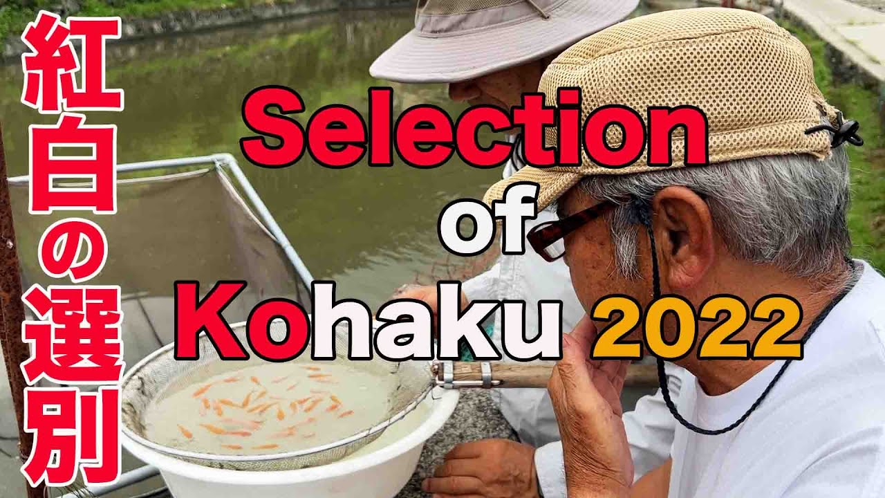 【koi】紅白の選別 / Selection of Kohaku 2022【錦鯉】