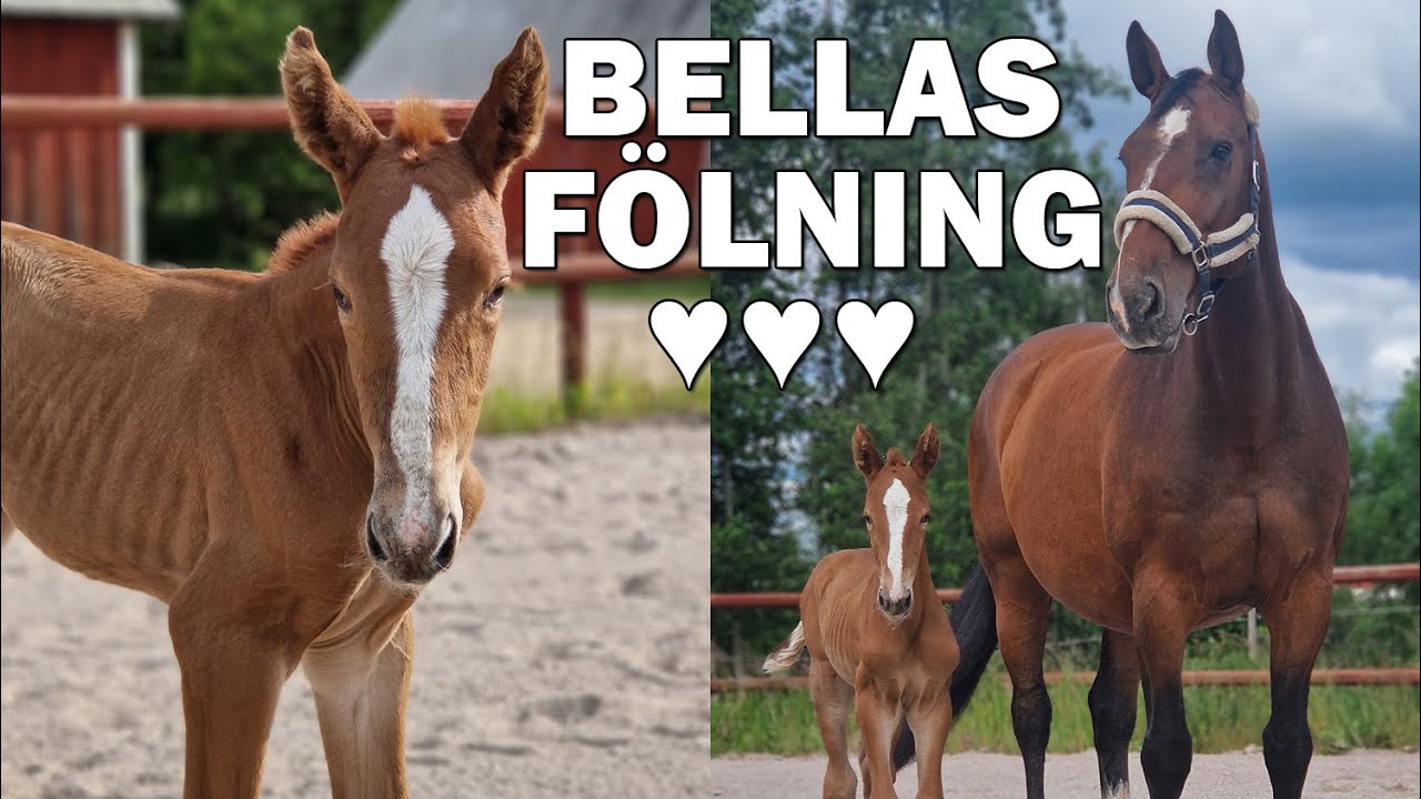 FÖRLOSSNINGSVLOGG - Bella föder sitt första föl ♥