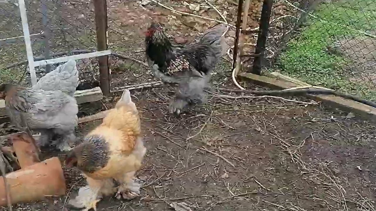 10.2.26 Брами