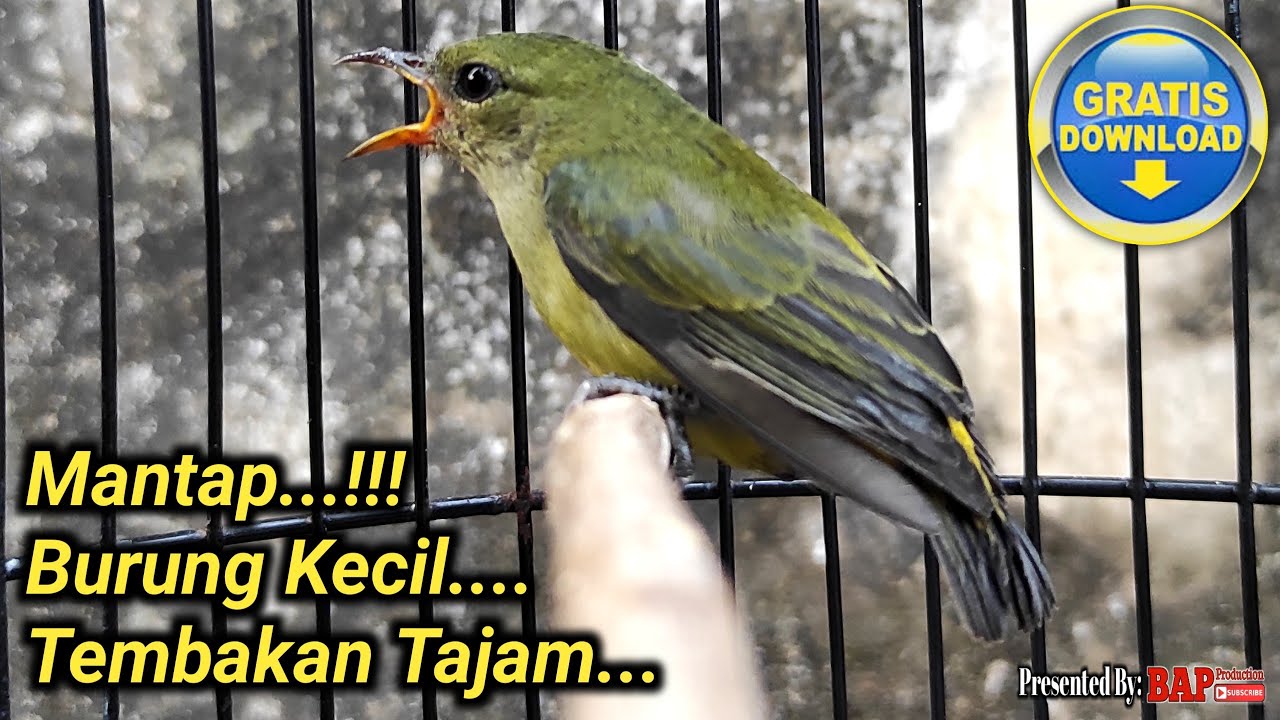 MASTERAN BURUNG KEMADE BUNGA API