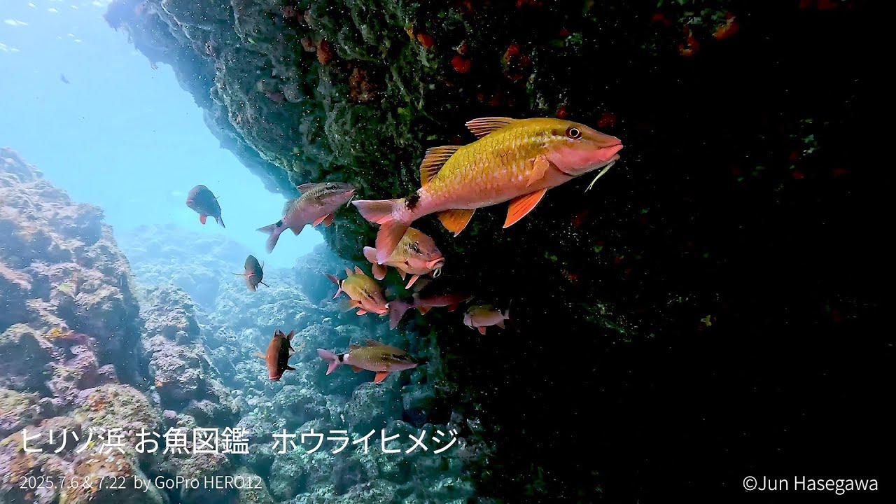 ヒリゾ浜 お魚図鑑 2025.7.6＆7.22 by GoPro HERO12