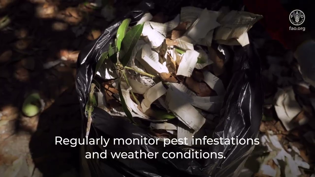 Technical tips to manage quality and reduce food losses in mango value chains &ndash; GAP pre-harvest