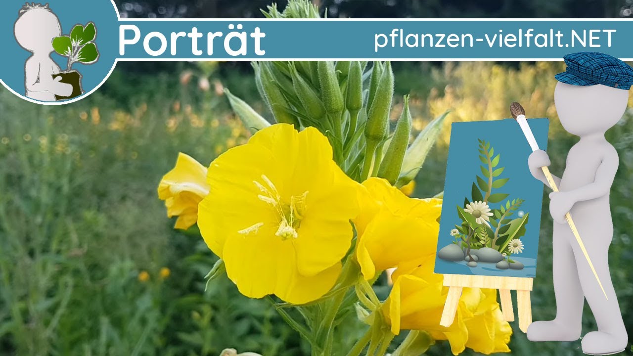 🖼️ Porträt 070 - Gemeine Nachtkerze (Oenothera biennis) - Wildpflanzen-Steckbrief (Essbar)