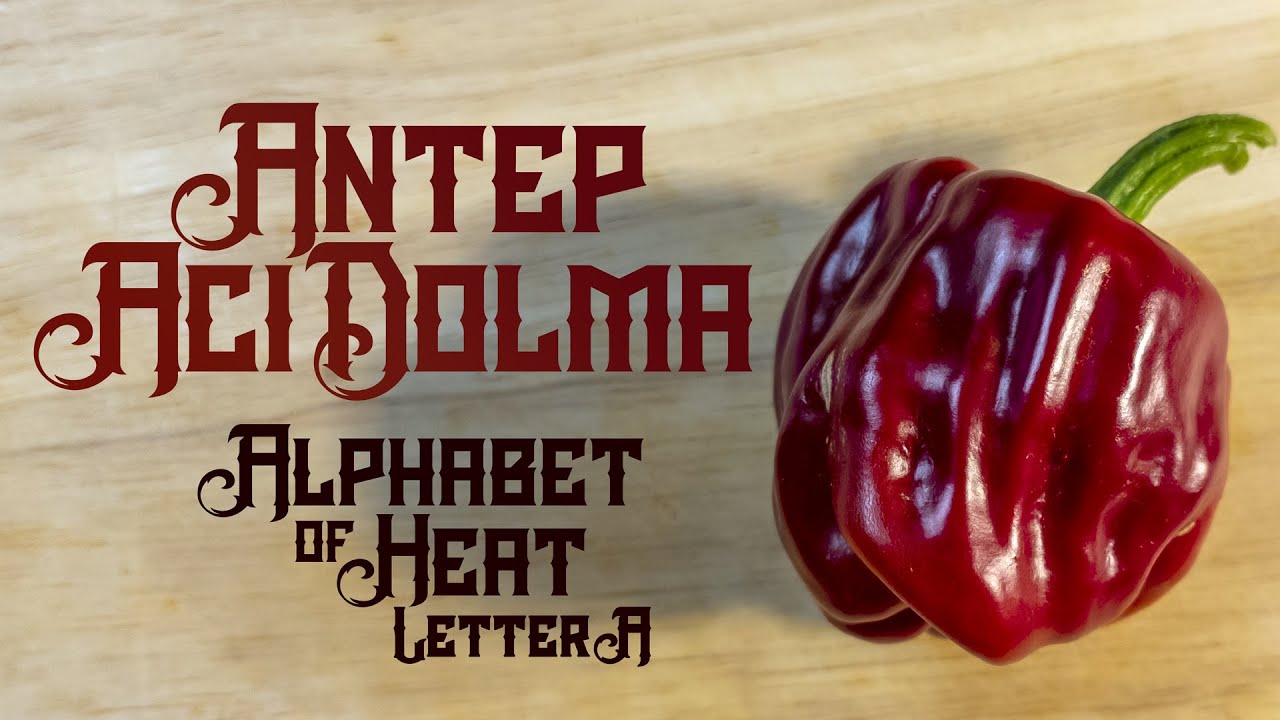 Antep Aci Dolma - A Chili Pepper I CAN'T WAIT to Try!  The Alphabet of Heat, Letter A