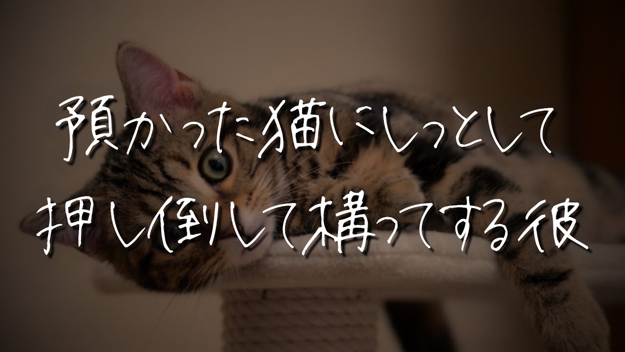 【女性向け】塩対応なツンデレ彼氏が預かった猫ちゃんに嫉妬して構ってしてくる【シチュエーションボイス/睡眠導入/ロールプレイ/甘々/嫉妬】 #asmr