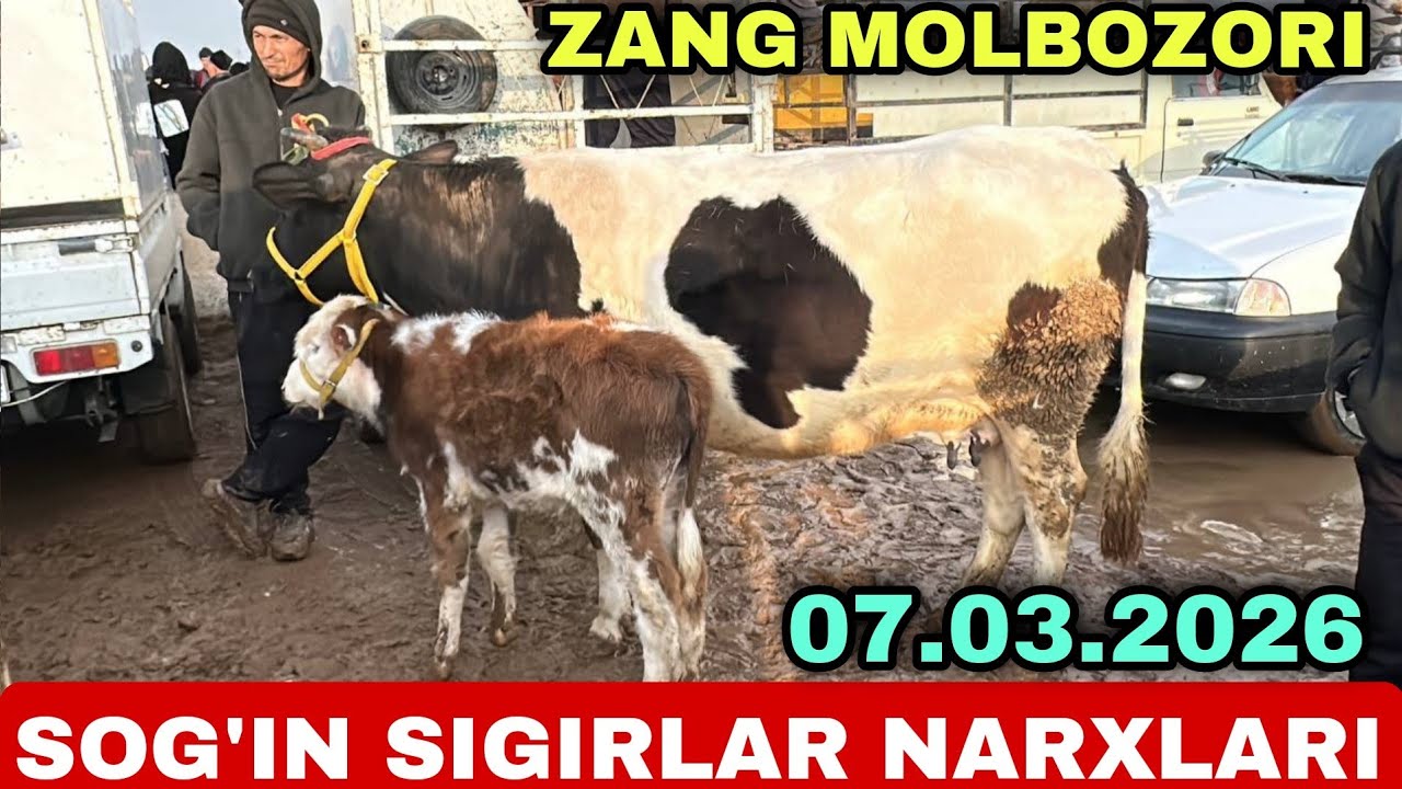 SOG'IN SIGIRLAR G'UNAJINLAR NARXLARI SURXONDARYO MUZRABOT ZANG MOLBOZORI 