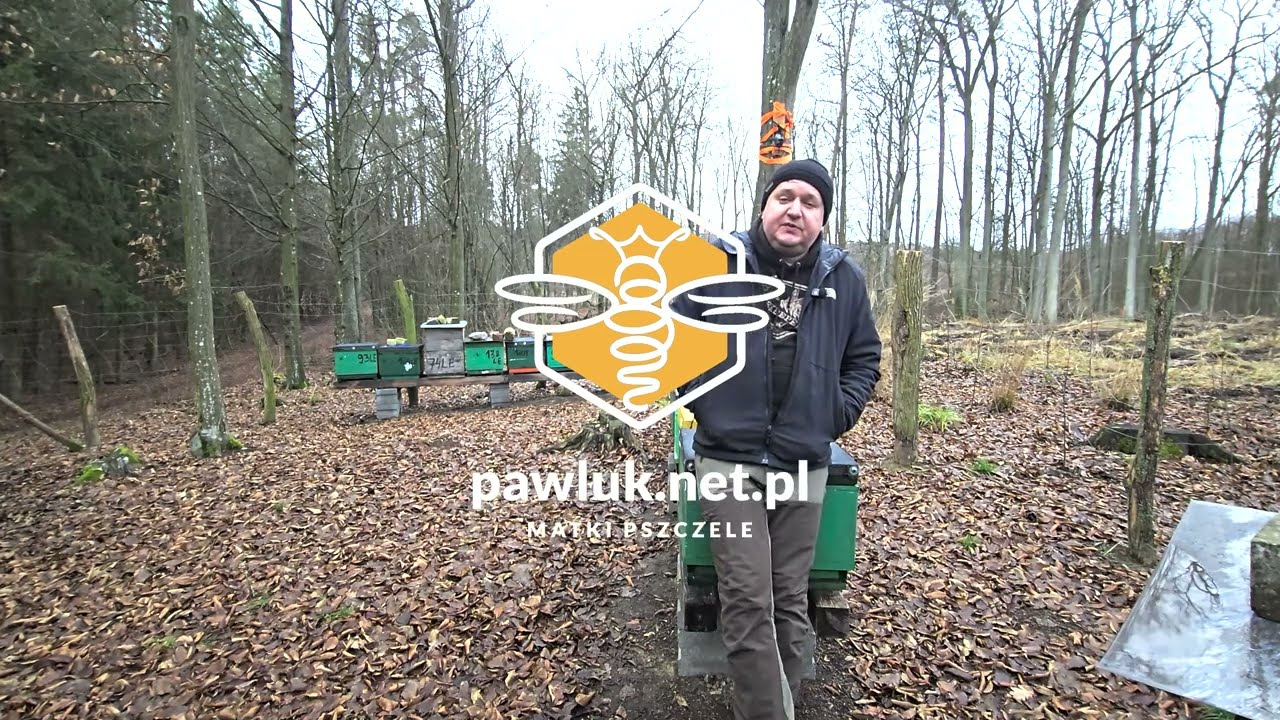 Pszczoły w grudniu 🐝 Co dzieje się w pasiece zimą? | Pasieka w grudniu