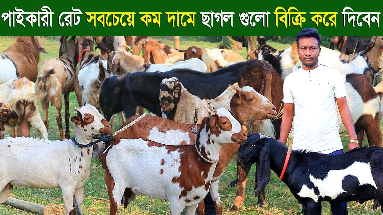 পাইকারী রেট সবচেয়ে কম দামে বারবারি বিটল তোতাপুরী ছাগল নিতে পারেন goat farm