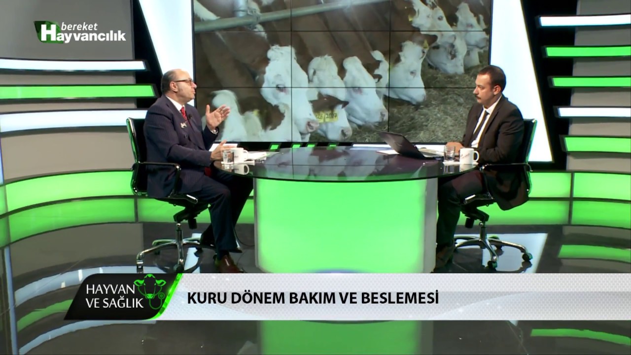 Hayvan Ve Sağlık | Kuru Dönem Bakım Ve Besleme