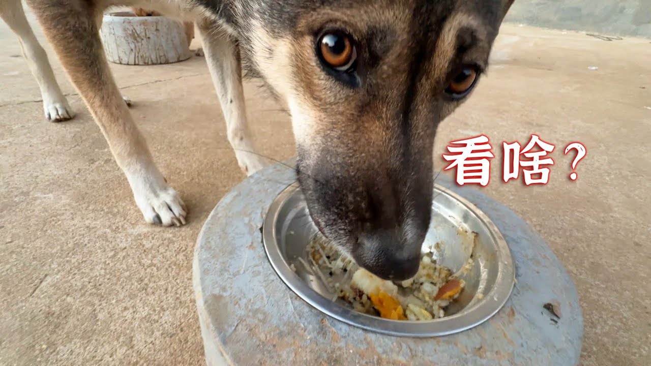 在农村 4 狗 4 猫，一天能吃多少钱？