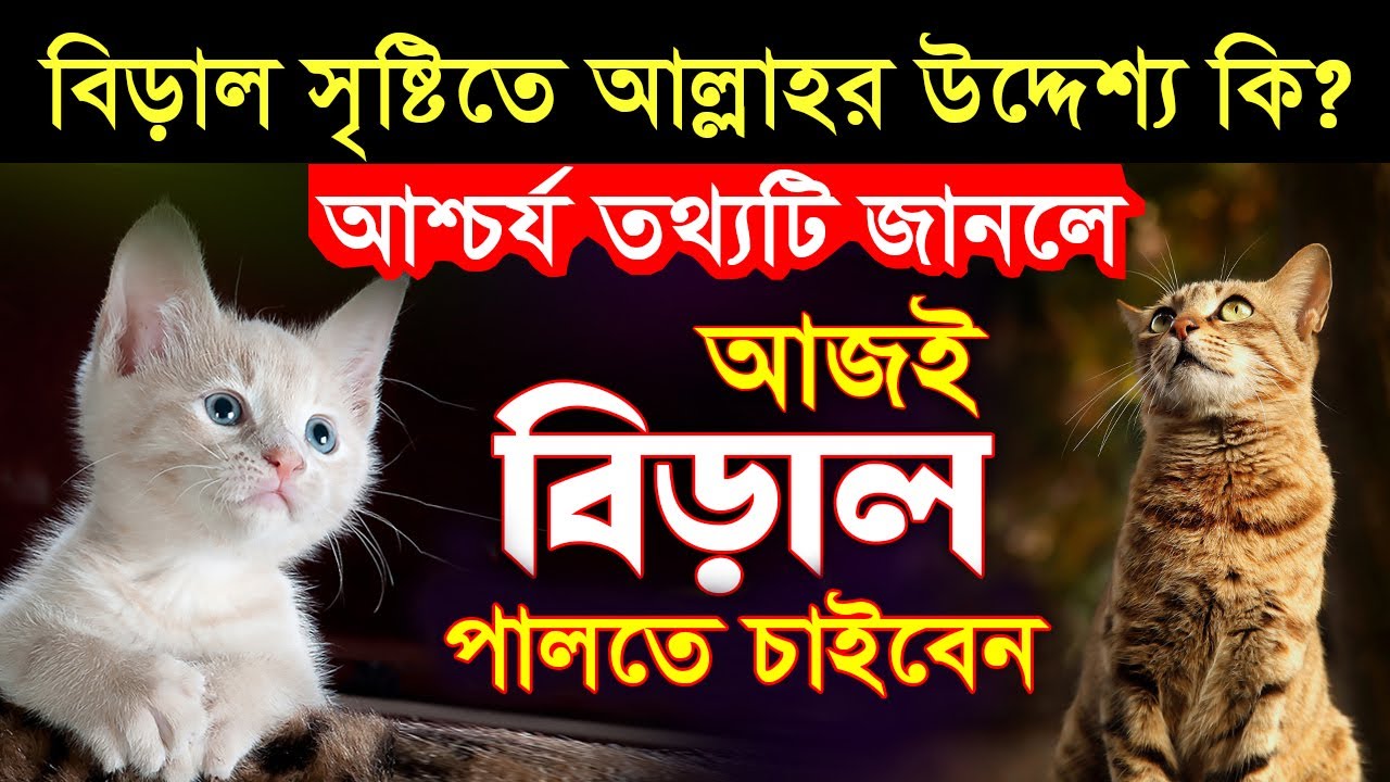 বিড়াল সৃষ্টিতে আল্লাহর উদ্দেশ্য কি ছিল? আশ্চর্য তথ্যটি জানলে আজই বিড়াল পালতে চাইবেন