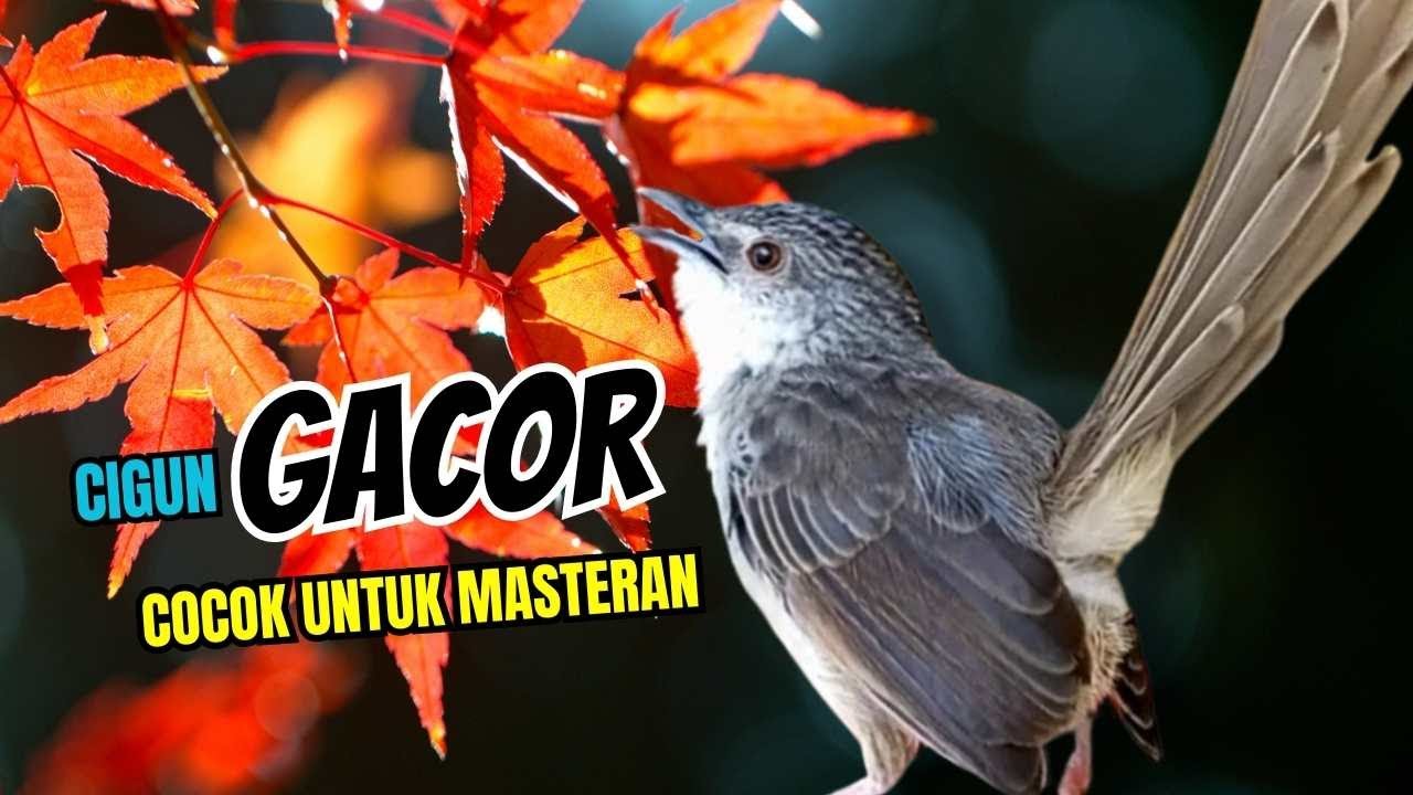 CIBLEK GUNUNG GACOR NGEBREN UNTUK MASTERAN