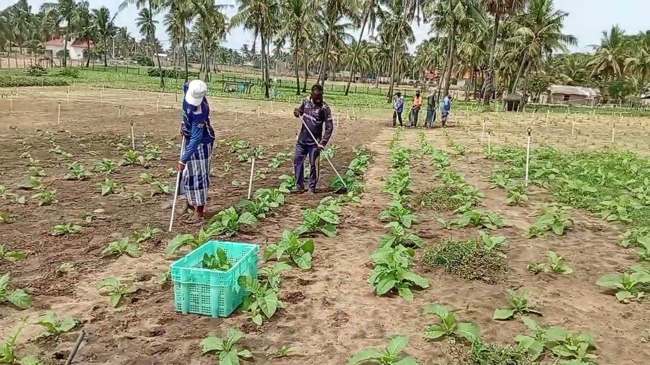புல்ளை அளிக்கும் முறை 