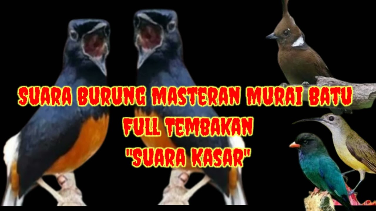 Suara Burung Masteran Untuk Burung Murai Batu dan Burung Kicau Lainnya 