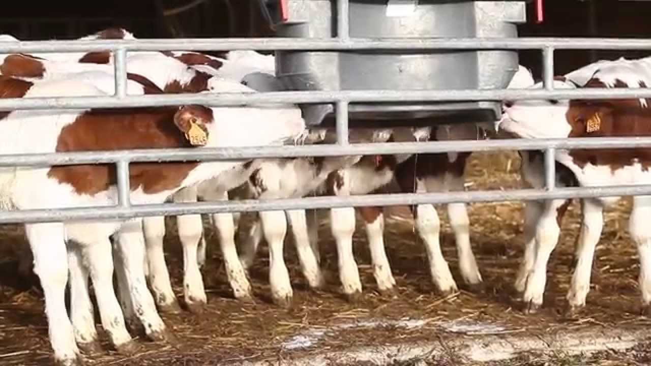 Les veaux sont l'avenir de l'exploitation !