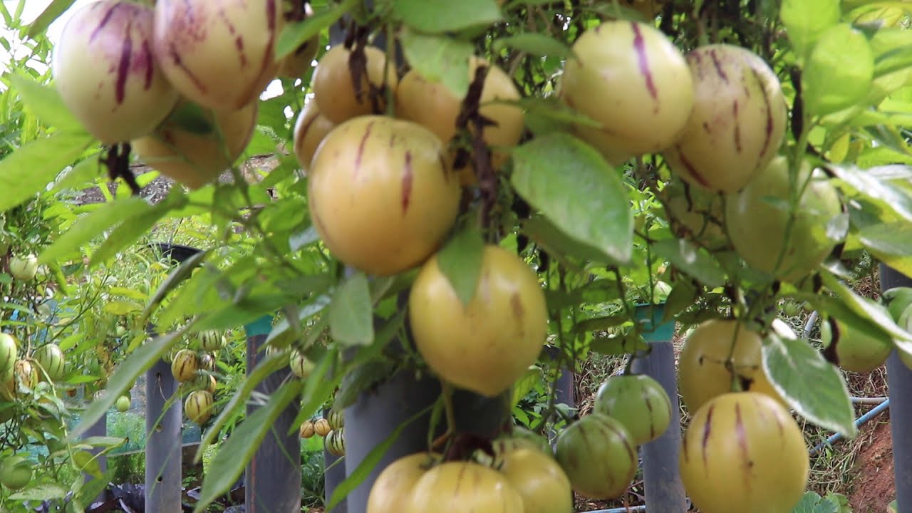 PEPINO  SUPER FRUIT MARTINS LODEG PEPINO FARM AGRICULTURE  SRI LANKA 077-3036700