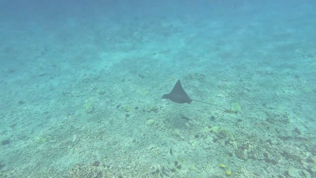 Maui 1666 - Hihimanu - Whitespotted Eagle Ray