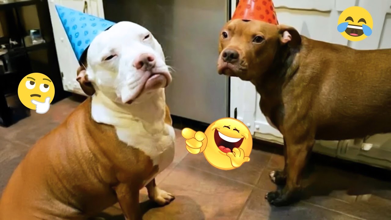 You Can’t Stop Laughing At These Dogs 🤣 FUNNIEST DOGS Video 2026 #62